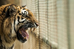 Caged Tiger